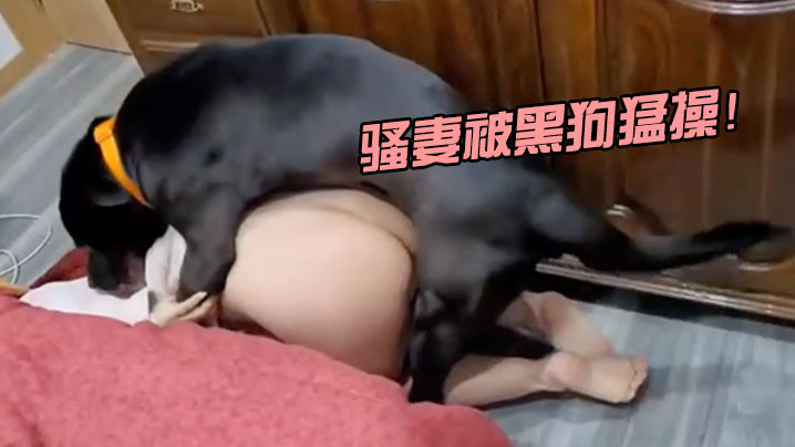 骚妻被黑狗猛操！}